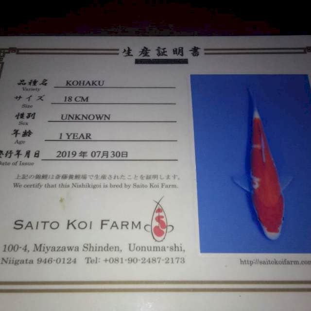 Kohaku (Saito)  18cm.  Import dan Sertifikat