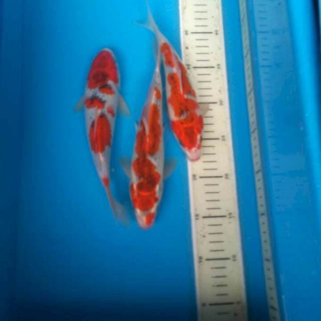TRIO GHISIKI 25an