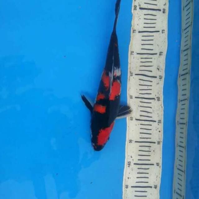Showa 30cm