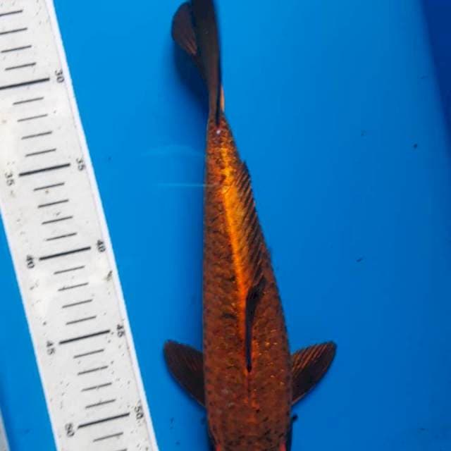 Mukasi karamel 30cm