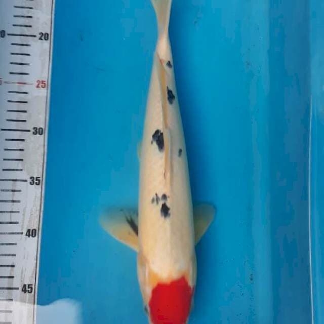 Tc sanke 35cm
