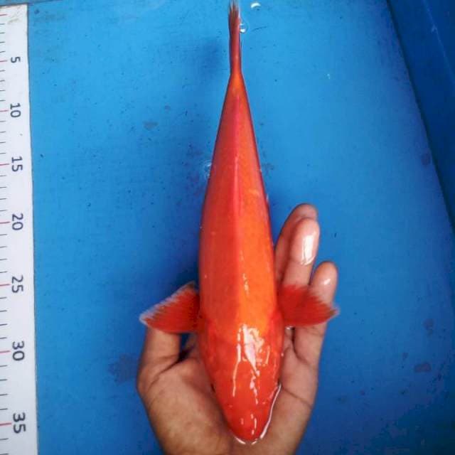 Benigoi##