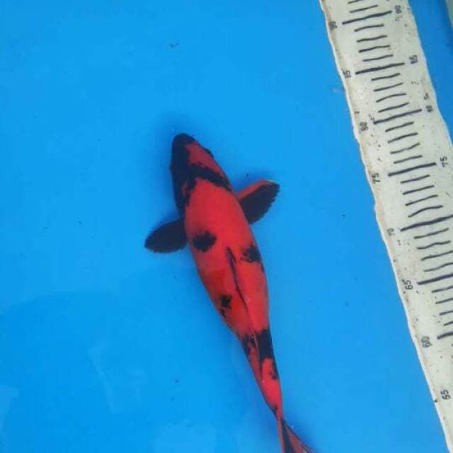 Natural Hiu 30cm