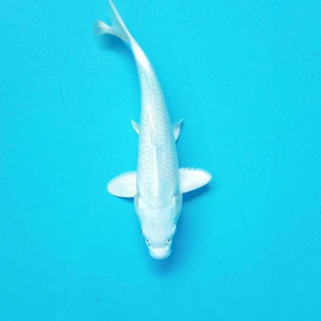 25cm platinum 