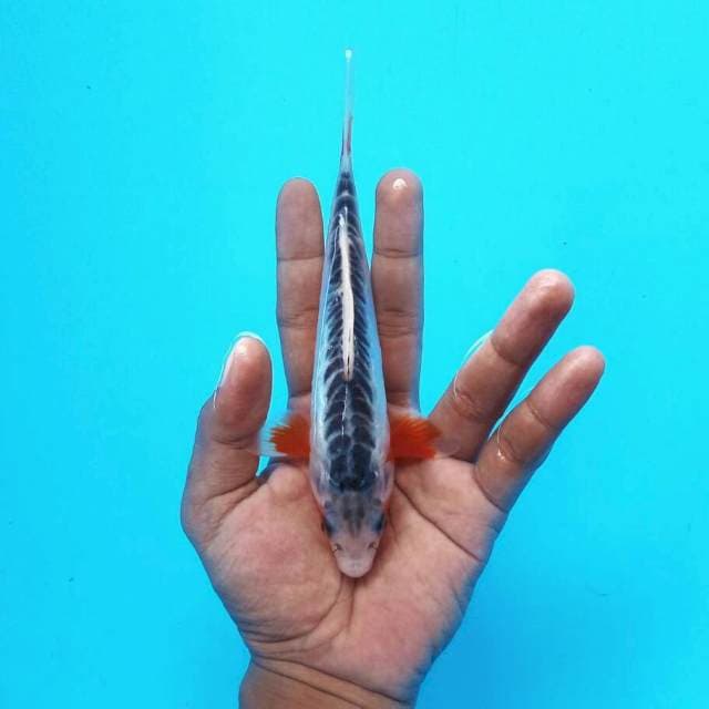 20cm shusui