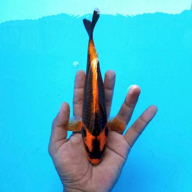 24cm Kabuto 