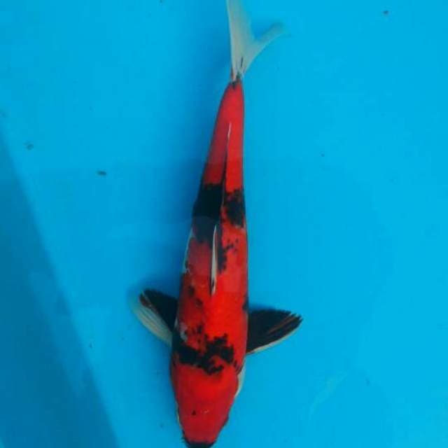 Hi showa 32cm