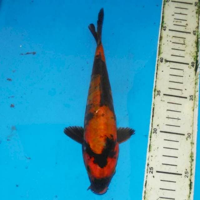 25cm HI UTSURI