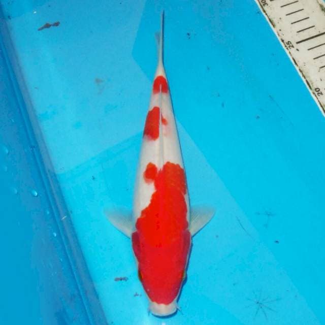 KOHAKU 31m