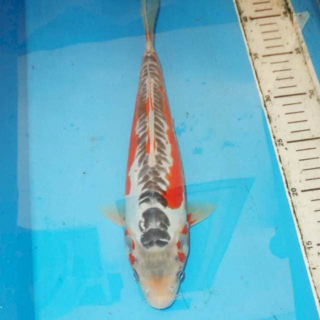 35cm F1 HANA SHUSUI