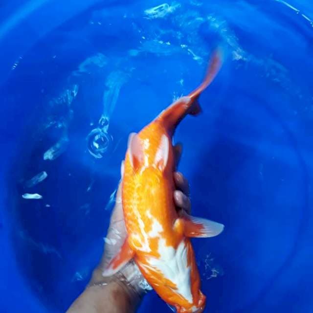 Akah Hajiro Quality Bakat Jumbo