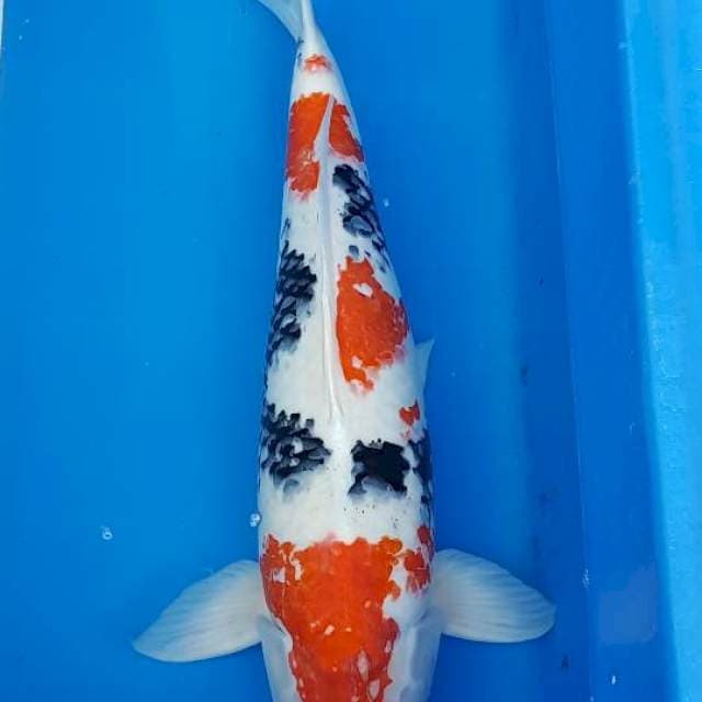 KINDAI SHOWA 65CM