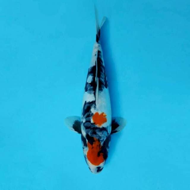 BANZAI 8 - SHOWA NAGA ®