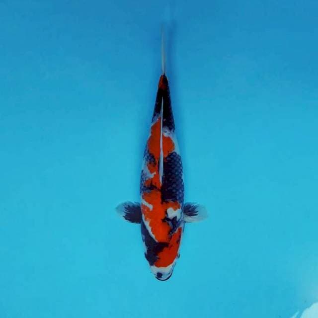 BANZAI 9 - SHOWA SANSOKU ®