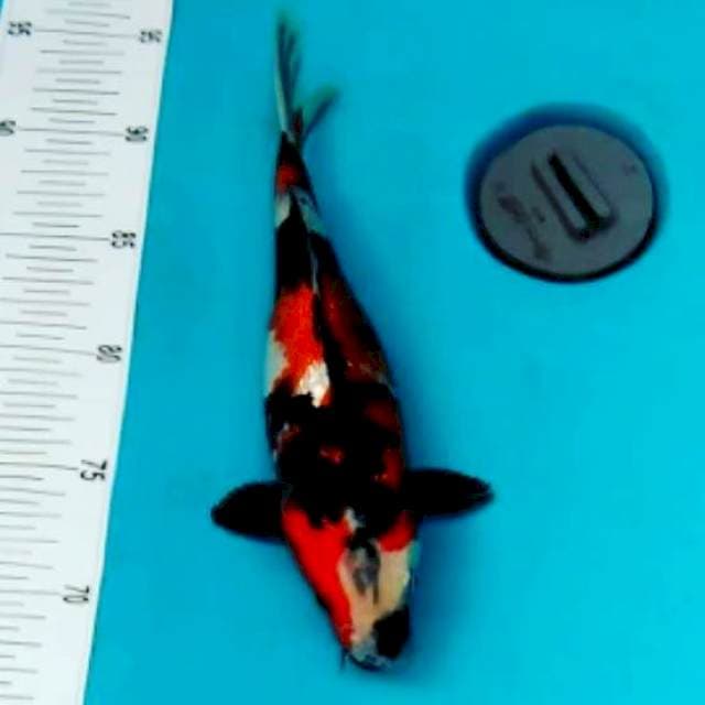 Showa 28cm