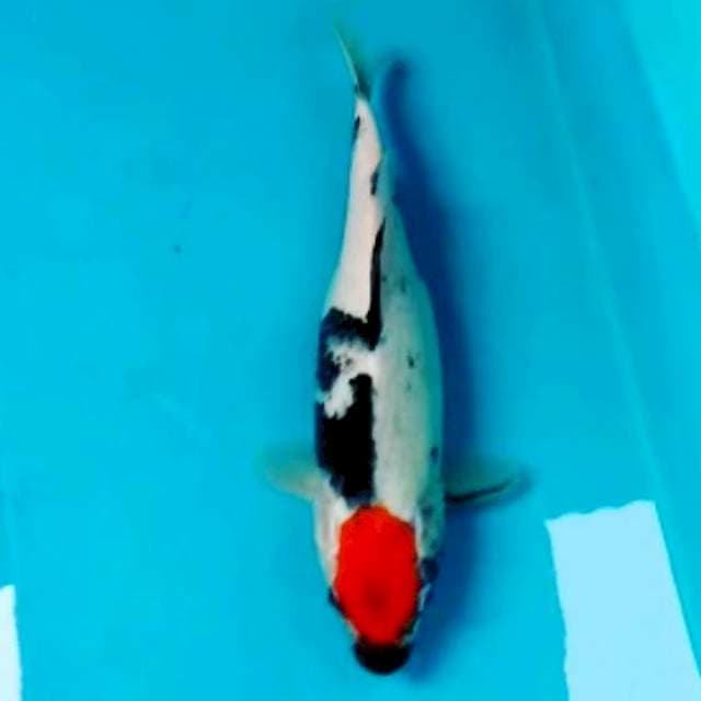 Tancho showa 26cm
