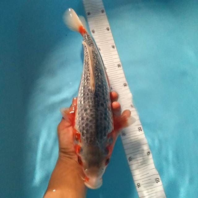 Asagi 35cm bulky jos