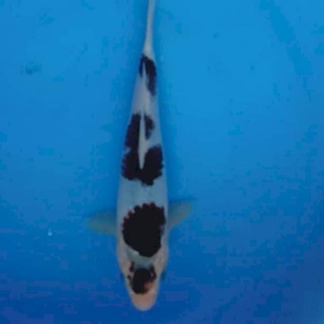 GOROMO