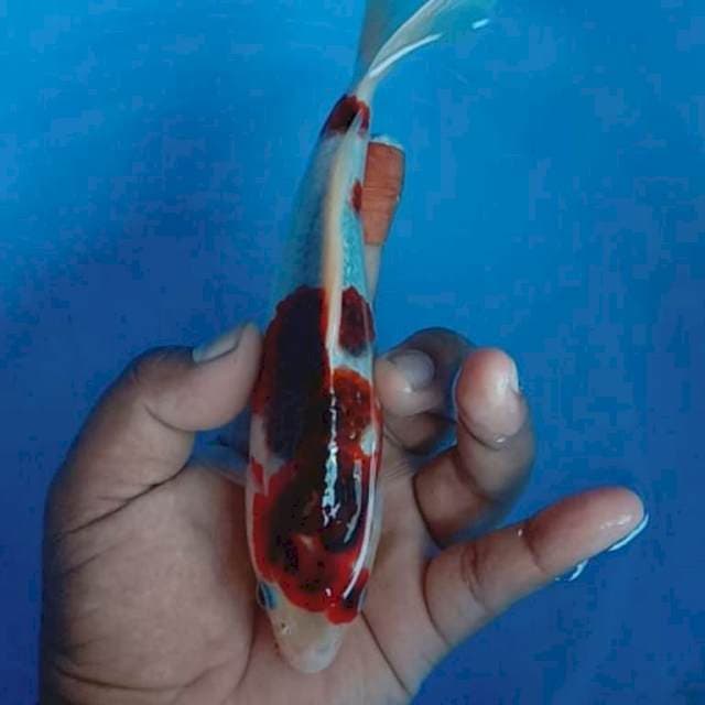 Goromo 