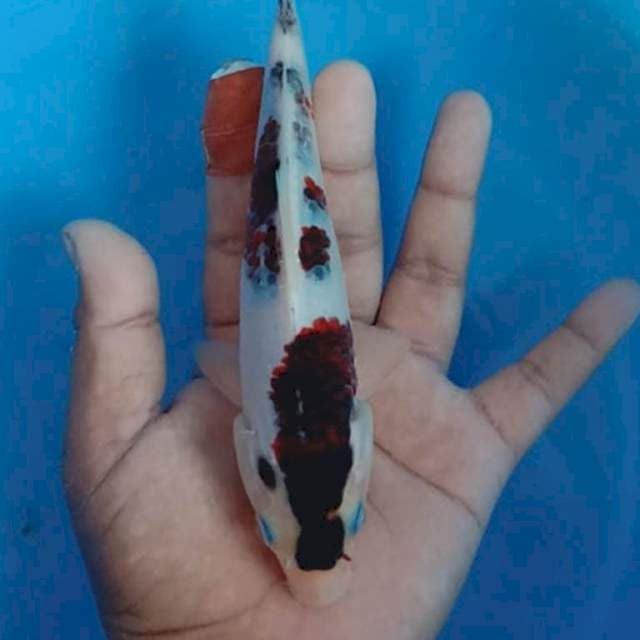 Goromo