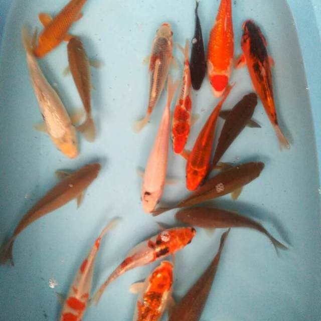 MIX APAADANYA