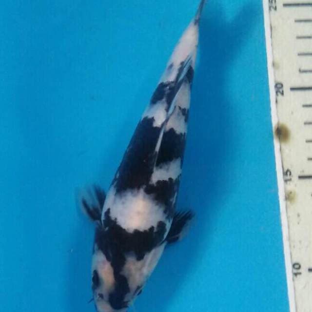Baby Shiro