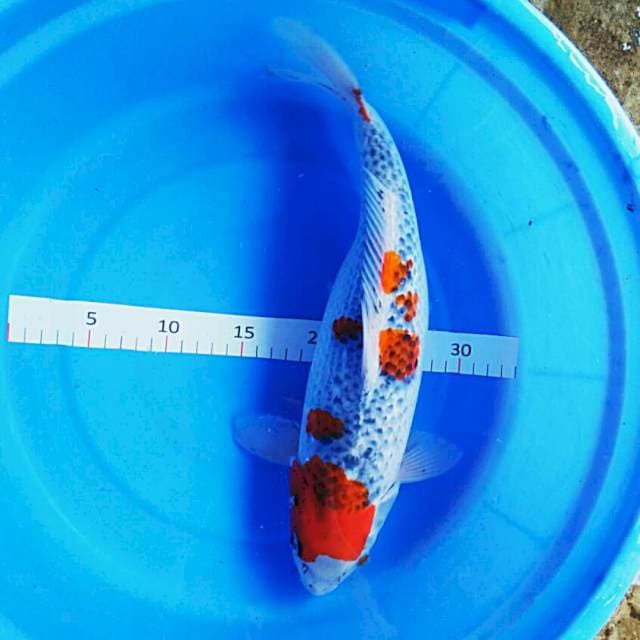 Goshiki 38cm