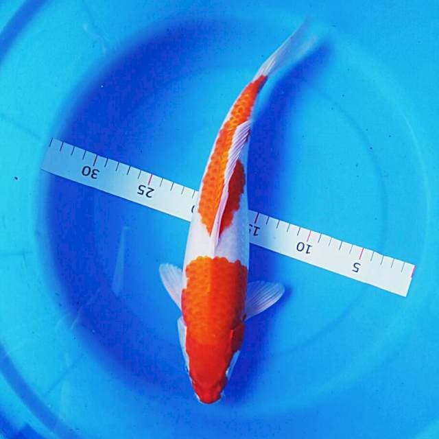 Kikushui 33cm male