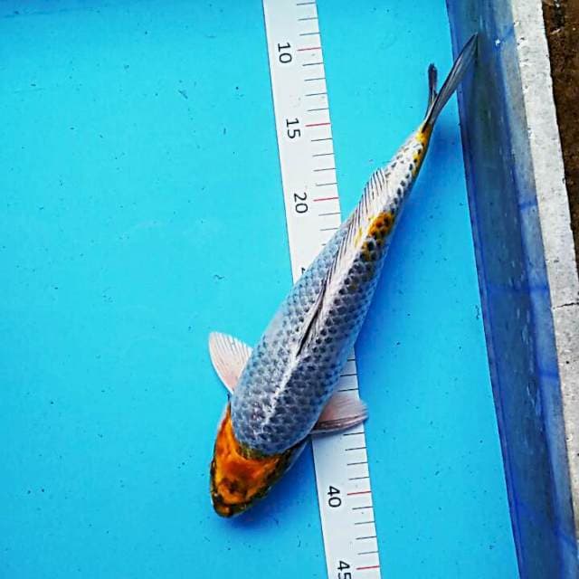 Tancho kin showa 33cm male