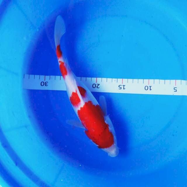 Kohaku red josss 25cm