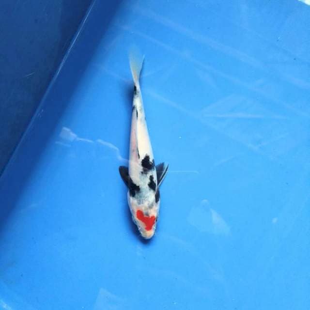 Tancho Showa 14cm