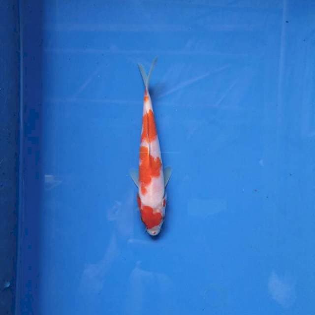 Kohaku 14cm