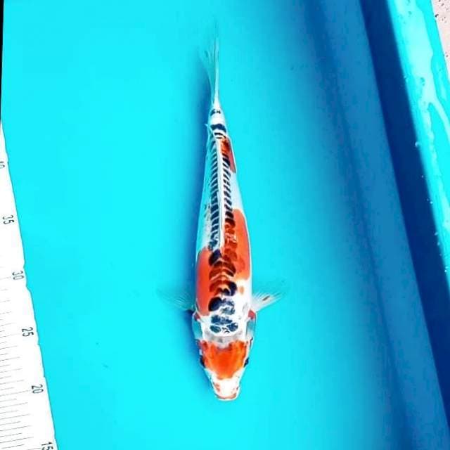 1. Maruten Kiko || 29 cm