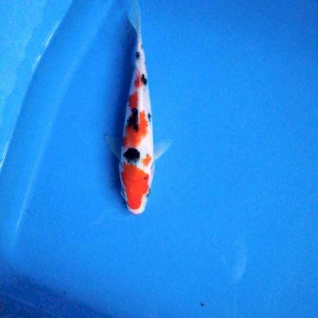 Sanke 16cm