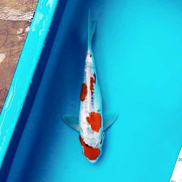 2. Maruten Kiko || 30 cm