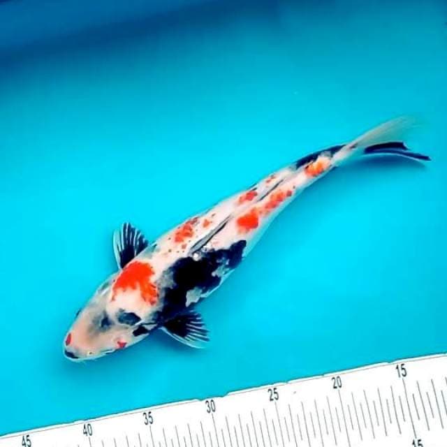 4. Kindai Showa || 30 cm