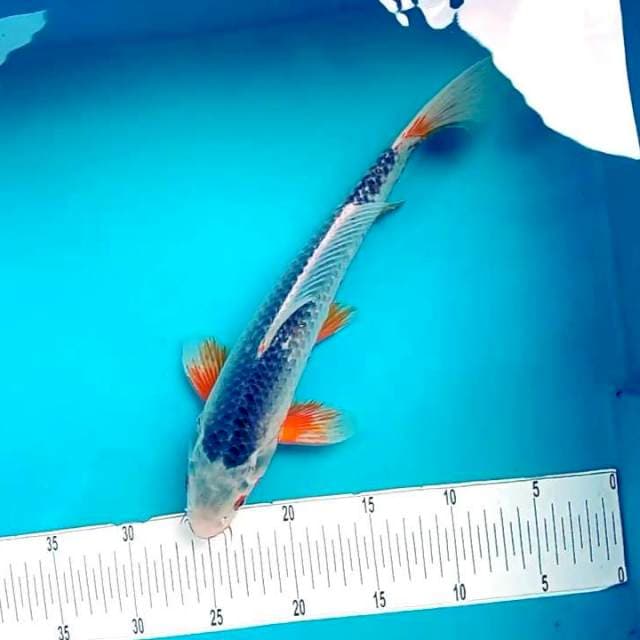 5. Asagi || 35 cm