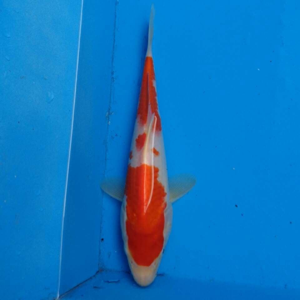 Kohaku F1