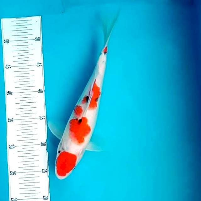 9. Maruten Sanke || 31 cm