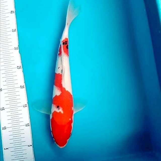 10. Sanke || 37 cm