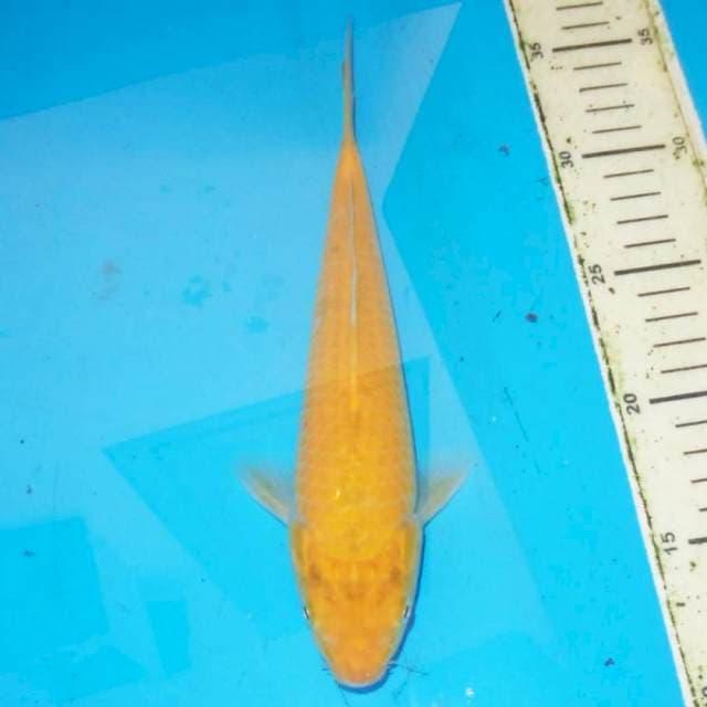 26cm KARASHI