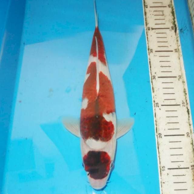 33cm BUDO KOROMO