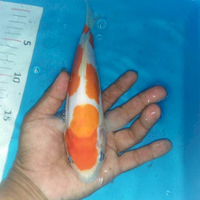 Doitsu 20cm juara 3