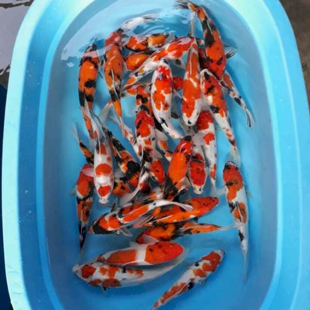 Paket 35 ekor 