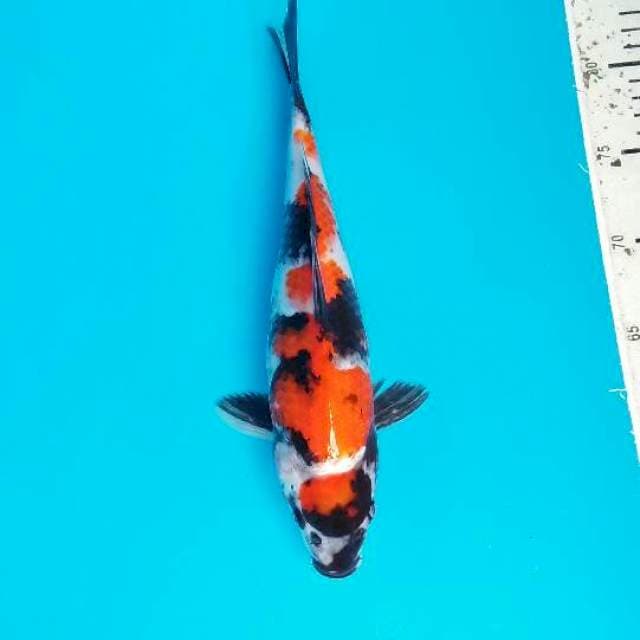 Showa 30 cm