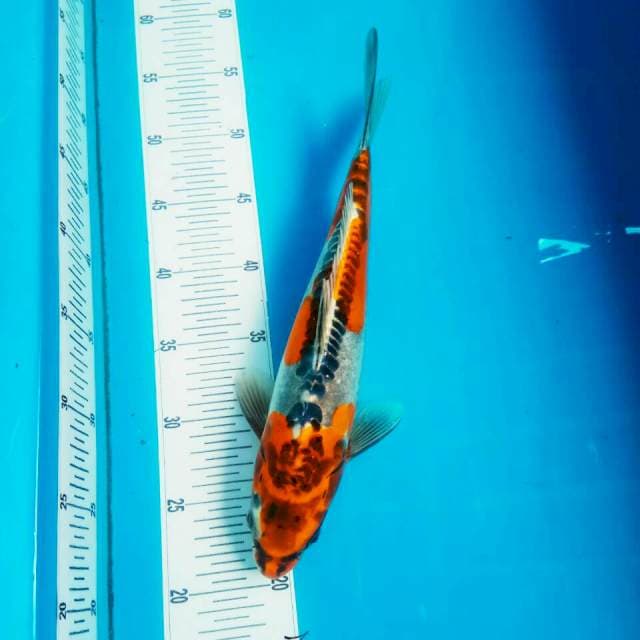Kujaku doit 30cm