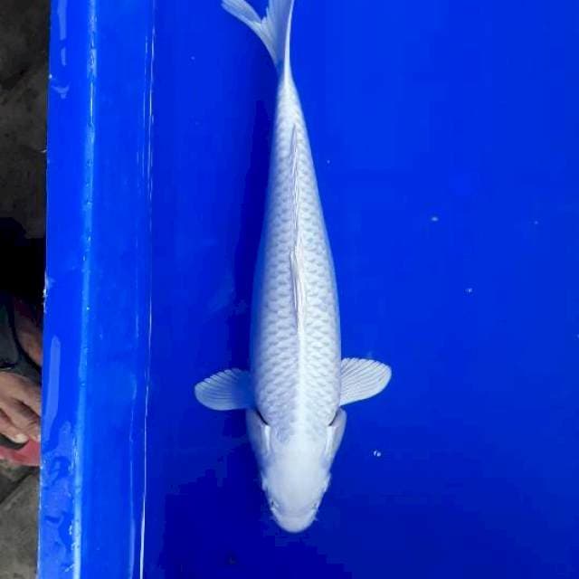 Platinum Calon Jumbo