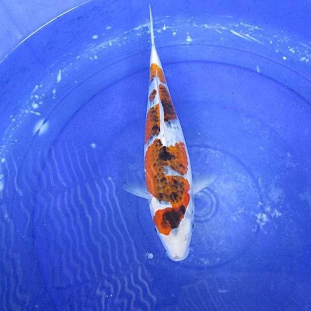 Gosiki inazuma ±34cm