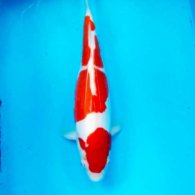 Kohaku doit murni 35cm