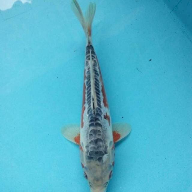 Hana shusui 25cm